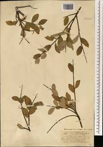 Ива Бебба, Ива Бэбба Sarg., Монголия (MONG) (Монголия)