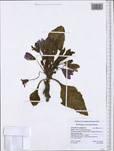 Mandragora officinarum L., Западная Европа (EUR) (Италия)