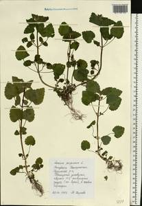 Яснотка пурпурная, Яснотка пурпуровая L., Восточная Европа, Восточный район (E10) (Россия)