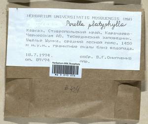 Porella platyphylla (L.) Pfeiff., Гербарий мохообразных, Мхи - Северный Кавказ и Предкавказье (B12) (Россия)