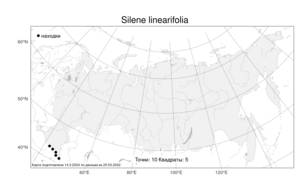 Silene linearifolia, Смолевка линейнолистная Otth, Атлас флоры России (FLORUS) (Россия)