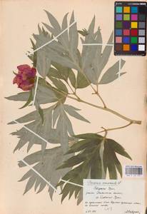 Пион уклоняющийся, Марьин корень L., Восточная Европа, Восточный район (E10) (Россия)