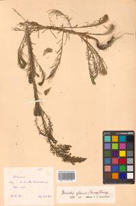 Сведа сизая (Bunge) Bunge, Сибирь, Дальний Восток (S6) (Россия)