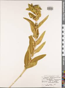 Горечавка крестовидная L., Восточная Европа, Центральный район (E4) (Россия)