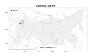 Littorella uniflora, Прибрежница одноцветковая (L.) Asch., Атлас флоры России (FLORUS) (Россия)