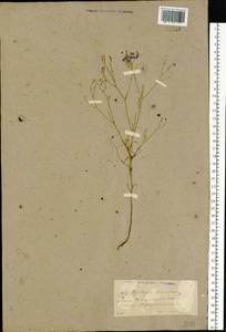 Delphinium consolida subsp. consolida, Восточная Европа, Северо-Украинский район (E11) (Украина)