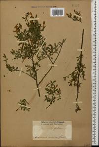 Chrysojasminum fruticans (L.) Banfi, Кавказ, Армения (K5) (Армения)