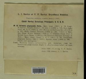 Grimmia plagiopodia Hedw., Гербарий мохообразных, Мхи - Нижний Дон и Нижняя Волга (B11) (Россия)