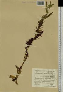 Crepidiastrum sonchifolium subsp. sonchifolium, Сибирь, Дальний Восток (S6) (Россия)