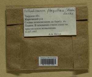 Orthodicranum flagellare (Hedw.) Loeske, Гербарий мохообразных, Мхи - Центральное Нечерноземье (B6) (Россия)