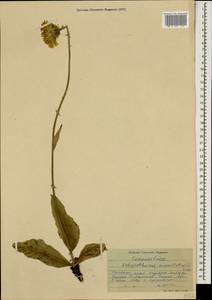 Trommsdorffia maculata (L.) Bernh., Кавказ, Ставропольский край, Карачаево-Черкесия, Кабардино-Балкария (K1b) (Россия)