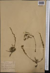 Бассия простертая (L.) Beck, Средняя Азия и Казахстан, Северный и Центральный Казахстан (M10) (Казахстан)