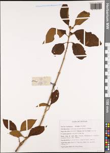 Callicarpa giraldii Hesse ex Rehder, Зарубежная Азия (ASIA) (Вьетнам)