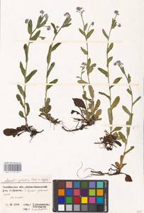 MHA 0 153 501, Незабудка лесная Ehrh. ex Hoffm., Восточная Европа, Восточный район (E10) (Россия)