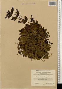 Вероника поточная L., Кавказ, Южная Осетия (K4b) (Южная Осетия)