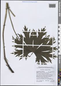 Aconitum lycoctonum subsp. vulparia (Rchb.) Nyman, Западная Европа (EUR) (Испания)