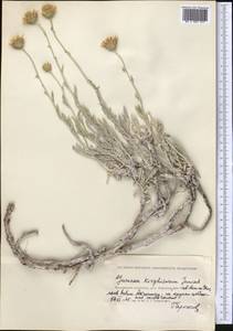 Jurinea kirghisorum Janisch., Средняя Азия и Казахстан, Прикаспийский Устюрт и Северное Приаралье (M8) (Казахстан)