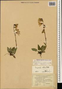 Колокольчик холмовой Sims, Кавказ, Ставропольский край, Карачаево-Черкесия, Кабардино-Балкария (K1b) (Россия)