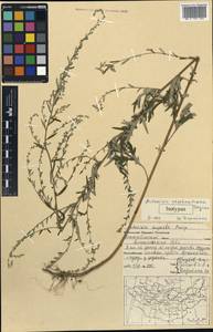 Artemisia lancea Vaniot, Монголия (MONG) (Монголия)