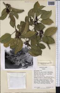 Ilex rotunda Thunb., Америка (AMER) (США)
