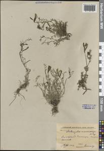 Астрагал Юрацки, Средняя Азия и Казахстан, Памир и Памиро-Алай (M2) (Узбекистан)