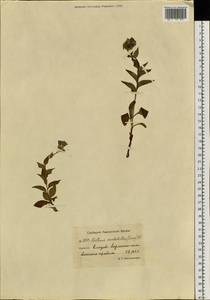 Mertensia kamczatica (Turcz.) DC., Сибирь, Чукотка и Камчатка (S7) (Россия)