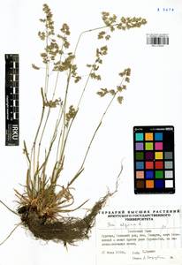 Мятлик альпийский L., Сибирь, Прибайкалье и Забайкалье (S4) (Россия)