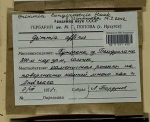Grimmia longirostris Hook., Гербарий мохообразных, Мхи - Красноярский край, Тыва и Хакасия (B17) (Россия)