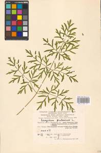 Silphiodaucus prutenicus subsp. prutenicus, Восточная Европа, Московская область и Москва (E4a) (Россия)