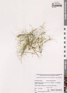 Болотница йокосукская (Franch. & Sav.) Tang & F.T.Wang, Сибирь, Якутия (S5) (Россия)