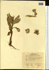 Jacobaea pseudoarnica (Less.) Zuev, Сибирь, Чукотка и Камчатка (S7) (Россия)