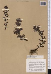 Castilleja parviflora Bong., Америка (AMER) (Канада)