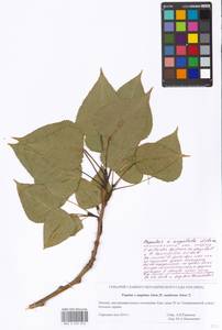 Populus deltoides subsp. deltoides, Восточная Европа, Московская область и Москва (E4a) (Россия)