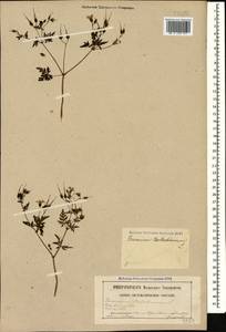 Герань Роберта L., Кавказ, Северная Осетия, Ингушетия и Чечня (K1c) (Россия)