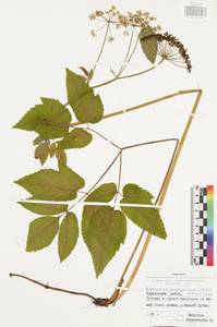 Сныть обыкновенная L., Восточная Европа, Центральный район (E4) (Россия)