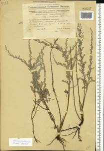Artemisia caerulescens subsp. caerulescens, Восточная Европа, Восточный район (E10) (Россия)