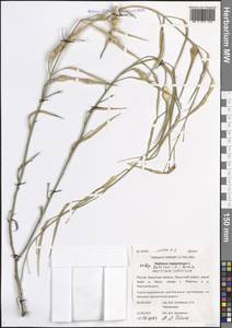 Редька посевная L., Сибирь, Прибайкалье и Забайкалье (S4) (Россия)