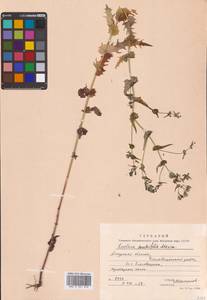 Crepidiastrum sonchifolium subsp. sonchifolium, Сибирь, Дальний Восток (S6) (Россия)