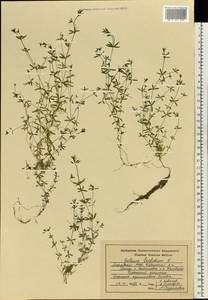 Подмаренник трехраздельный L., Восточная Европа, Средневолжский район (E8) (Россия)