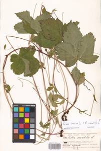 Rubus caesius × saxatilis, Восточная Европа, Московская область и Москва (E4a) (Россия)