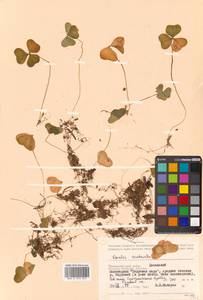 Кислица обыкновенная L., Сибирь, Дальний Восток (S6) (Россия)