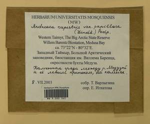 Andreaea rupestris var. papillosa (Lindb.) Podp., Гербарий мохообразных, Мхи - Красноярский край, Тыва и Хакасия (B17) (Россия)
