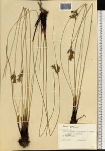 Ситник искривленный L., Восточная Европа, Западно-Украинский район (E13) (Украина)