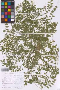 Горошек лесной L., Восточная Европа, Московская область и Москва (E4a) (Россия)