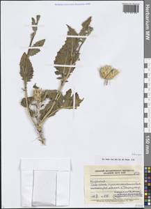 Asteraceae, Средняя Азия и Казахстан, Западный Тянь-Шань и Каратау (M3) (Киргизия)