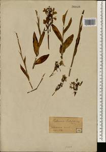Habenaria dentata (Sw.) Schltr., Зарубежная Азия (ASIA) (Япония)