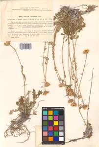 Archanthemis trotzkiana (Claus ex Bunge) Lo Presti & Oberpr., Восточная Европа, Нижневолжский район (E9) (Россия)