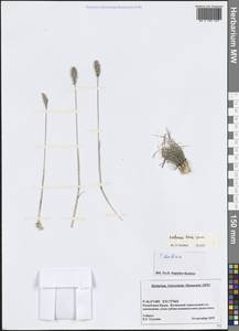 Тонконог короткий Steven, Крым (KRYM) (Россия)