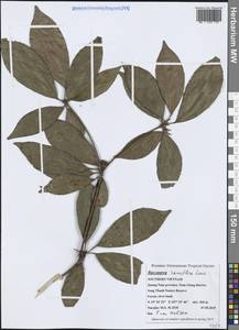 Baccaurea ramiflora Lour., Зарубежная Азия (ASIA) (Вьетнам)