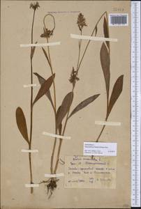 Dactylorhiza maculata subsp. fuchsii (Druce) Hyl., Восточная Европа, Восточный район (E10) (Россия)